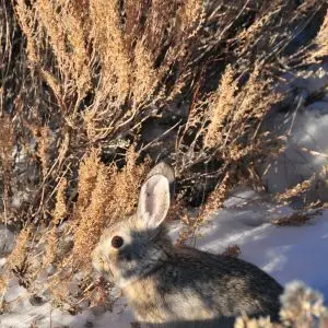 Pygmy Rabbit (Sylvilagus idahoensis) Seedskadee NWR 02