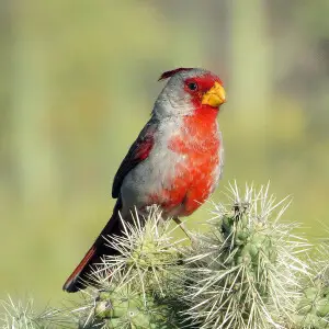 Cardinalis sinuatus sinuatus
8 may 15

Tucson Mt. Park, Az
