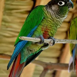 Green-Cheeked Parakeet photo
