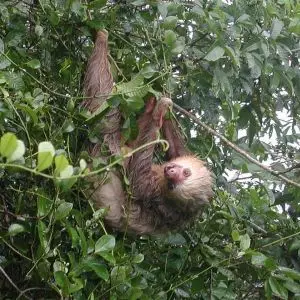Hoffmann's Two-Toed Sloth photo