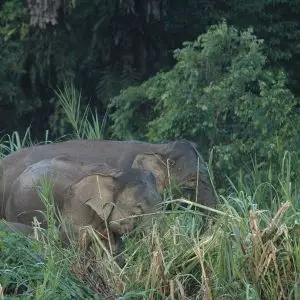 Borneo Elephant photo