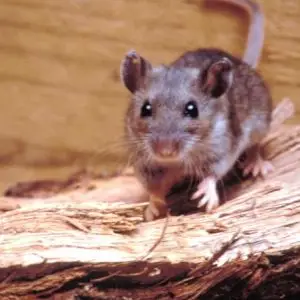Deer Mouse photo