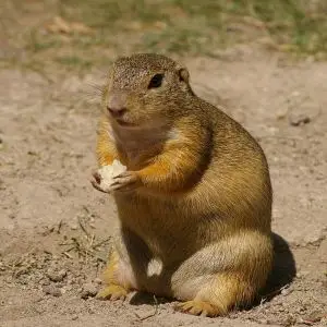 European Ground Squirrel photo