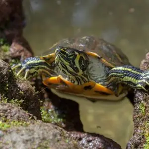 Pond Slider photo