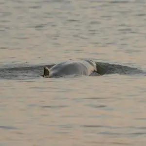 Irrawaddy Dolphin photo
