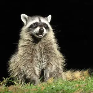 Raccoon Youngster