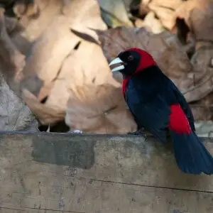 A Crimson-collared Tanager in Belize.