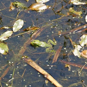 Edible frog