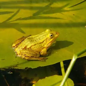 Rana lessonae in Wageningen the Netherlands aka Pelophylax lessonae Male in breeding time develops a yellow color along the flanks