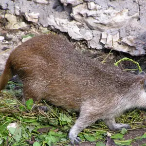 Rat poilu ou Hutia cubain (Capromys pilorides) - Parc zoologique du lac del Tesoro - Province de Matanzas - Cuba