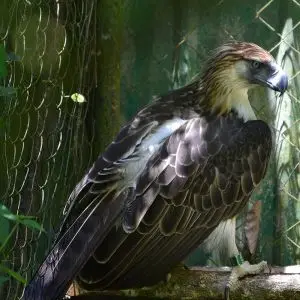 Philippine Eagle photo