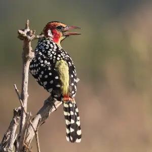 can a barbet live in somalia