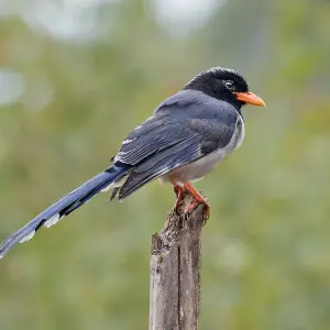 nominelt godtgørelse taxa Red-billed blue magpie - Facts, Diet, Habitat & Pictures on Animalia.bio