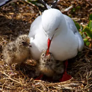 Few birds are as well known as the Red-billed Gull, simply called Seagull by most people. Primarily a bird of the coast it may be seen inland in some areas such as at Rotorua, and towns near the coast often have some on playing fields or in parks and gard