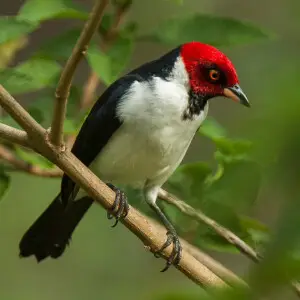 Red-capped Cardinal - Manu NP_8889