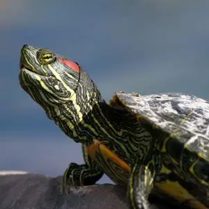 Red-Eared Slider Turtle (Trachemys scripta elegans)