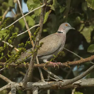 African mourning dove in The Gambia