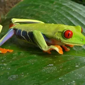 Agalychnis callidryas Facts, Diet, Habitat & Pictures on Animalia.bio