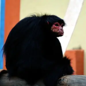 Red-faced spider monkey