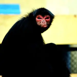 Red-Faced Spider Monkey - Facts, Diet, Habitat & Pictures on 