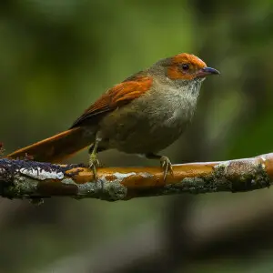 Red-faced Spinetail - Colombia_S4E4386