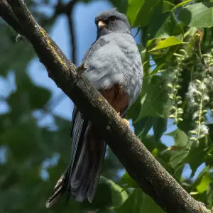 Red-footed Falcon - near Parma - Italy CD5A5883