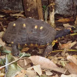 Red-footed tortoise Eskilstuna