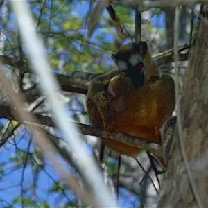 Red-fronted Brown Lemur (Eulemur rufifrons) female with young