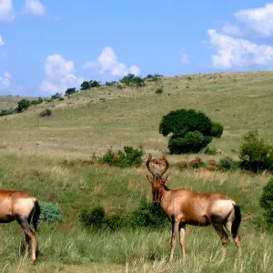 Red Hartebeest (Alcelaphus caama) in the Rhino and Lion Nature Reserve, Gauteng, South Africa.
