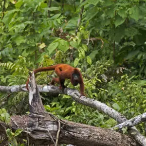 red howler monkey