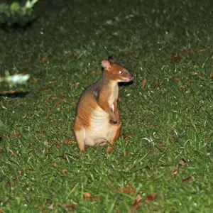 Red-legged Pademelon