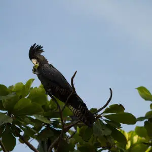 Red-tailed Black-Cockatoo Calyptorhynchus banksii