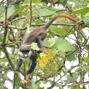 Red-Tailed Monkey, Uganda
