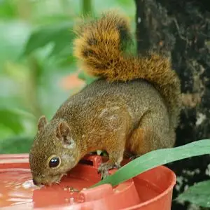 Red-tailed Squirrel (Sciurus granatensis) 2015-06-05 (10)