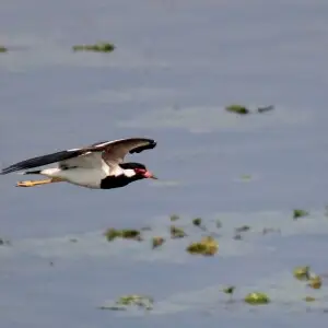 Red Wattled Lapwing in flight