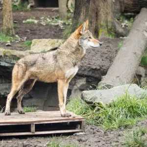 One of the red wolves that the Point Defiance Zoo brought back from the edge of extinction.