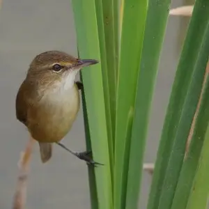 Australian Reed Warbler perched on reeds