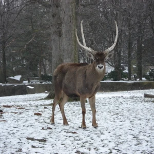 Thorold's Deer