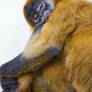 Relaxed female spider monkey