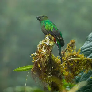Resplendent Quetzal female - Cloud Forest in Costa Rica_S4E9396