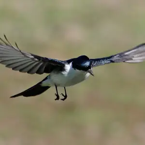 Restless Flycatcher, Myiagra inquieta, commonly known as the "Scissor Grinder" due to the unique rasping call the bird makes whilst hovering.