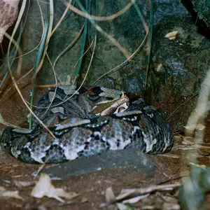 Rhinoceros Viper (Bitis nasicornis)(captive specimen)
