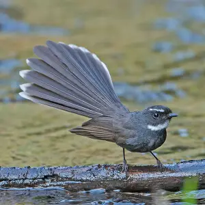 A White-throated Fantail at Sattal, Uttarakhand, India.
