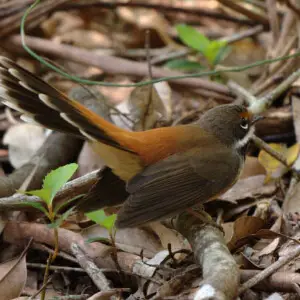 A Rufous Fantail in Royal National Park, New South Wales, Australia.