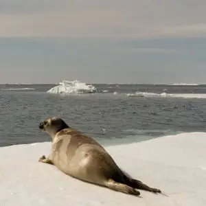 Ribbon Seal with Dyson I