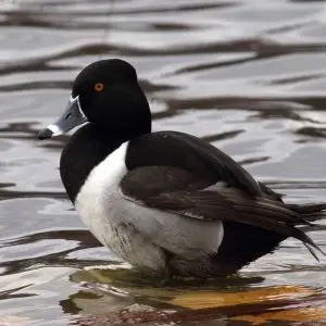 Ring-necked Duck Closeup