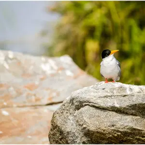 A well posed river tern perched on a rock. Clicked in Rangantittu Bird Sanctuary.