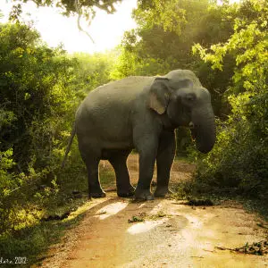 Sri Lankan Elephant - Facts, Diet, Habitat & Pictures on Animalia.bio