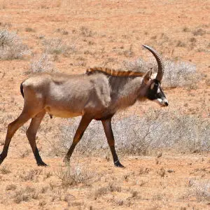 Roan (Hippotragus equinus) male leaving the waterhole ...