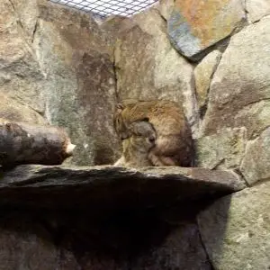 Rock cavies
